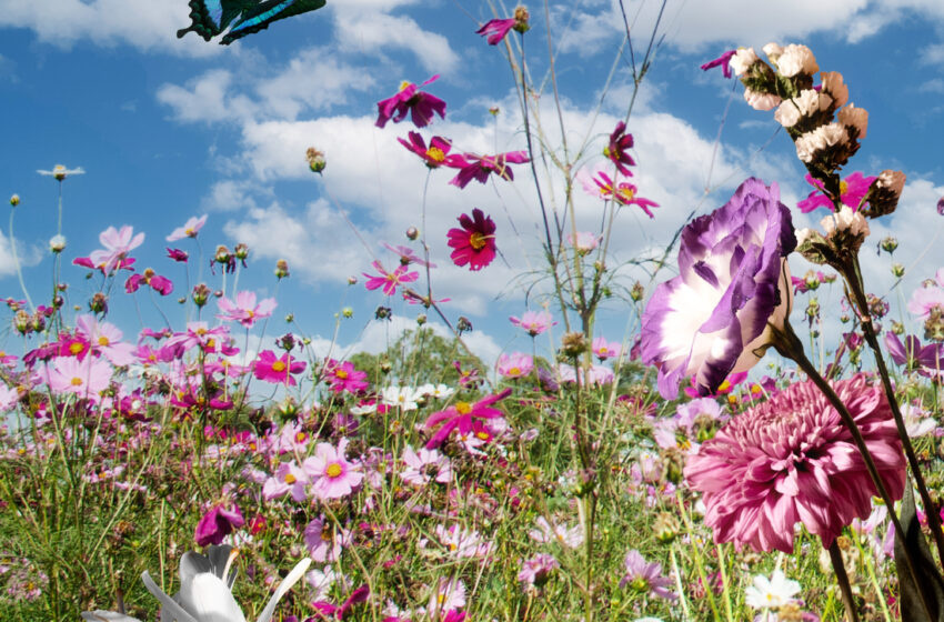  Данас је први дан пролећа: Славимо природу и нове трендове